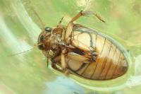 Dytiscus marginalis