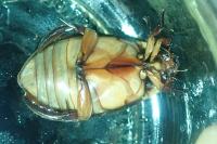 Cybister lateralimarginalis