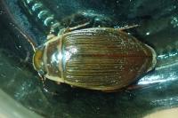 Dytiscus marginalis
