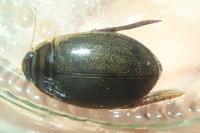 Acilius canaliculatus