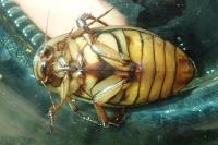 Dytiscus marginalis