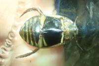Acilius canaliculatus