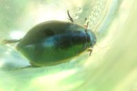 Cybister lateralimarginalis