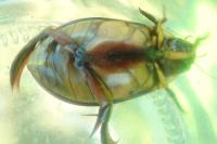 Cybister lateralimarginalis