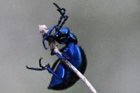Meloe violaceus