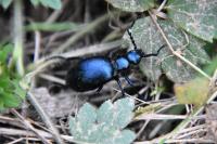 Meloe violaceus