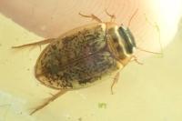 Agabus nebulosus