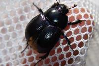 Anoplotrupes stercorosus