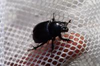 Anoplotrupes stercorosus