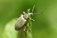Phyllobius pomaceus