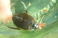 Acilius sulcatus
