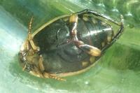 Acilius sulcatus