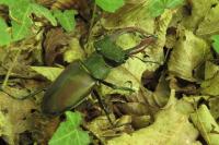 Lucanus cervus
