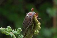 Melolontha melolontha