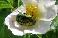 Cetonia aurata aurata