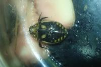 Acilius sulcatus