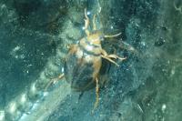 Hygrobia hermanni
