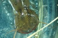 Dytiscus