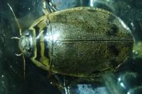 Acilius sulcatus