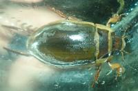 Dytiscus marginalis