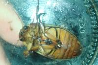 Dytiscus marginalis