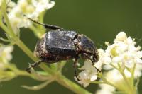 Valgus hemipterus