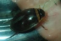 Graphoderus cinereus