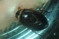 Graphoderus cinereus