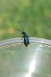 Clanoptilus elegans