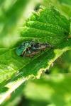 Phyllobius pomaceus