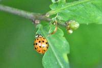 Harmonia axyridis
