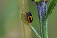 Cryptocephalus vittatus