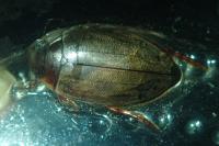 Colymbetes fuscus