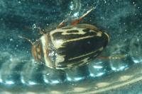 Platambus maculatus