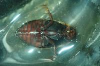 Colymbetes fuscus