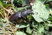 Lucanus cervus cervus