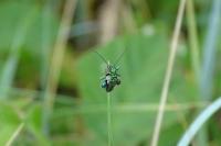 Oedemera nobilis