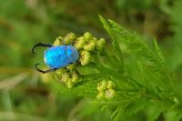 Hoplia coerulea