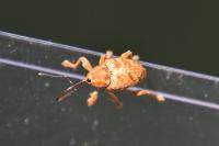 Curculio nucum