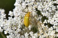 Cteniopus sulphureus