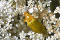 Cteniopus sulphureus