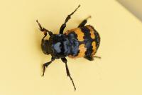 Nicrophorus vespillo
