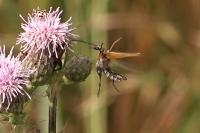 Oedemera podagrariae