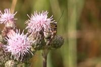 Oedemera podagrariae