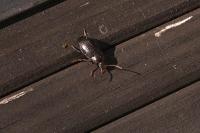 Nalassus laevioctostriatus