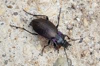 Carabus nemoralis