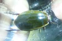 Cybister lateralimarginalis