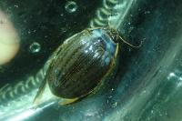 Acilius sulcatus