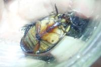 Cybister lateralimarginalis