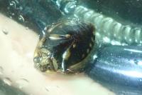 Acilius sulcatus